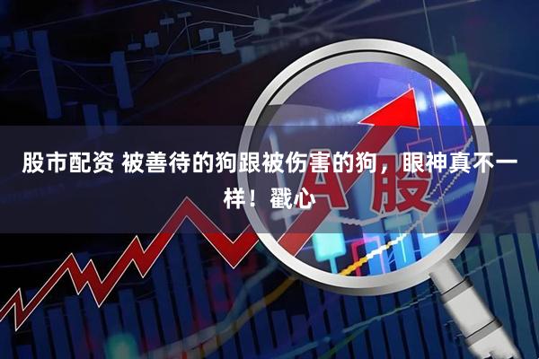 股市配资 被善待的狗跟被伤害的狗，眼神真不一样！戳心