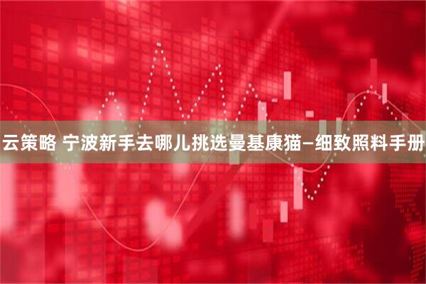 云策略 宁波新手去哪儿挑选曼基康猫—细致照料手册